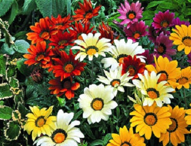 1,000 Gazania Seeds Gazania Kiss ™ Mix