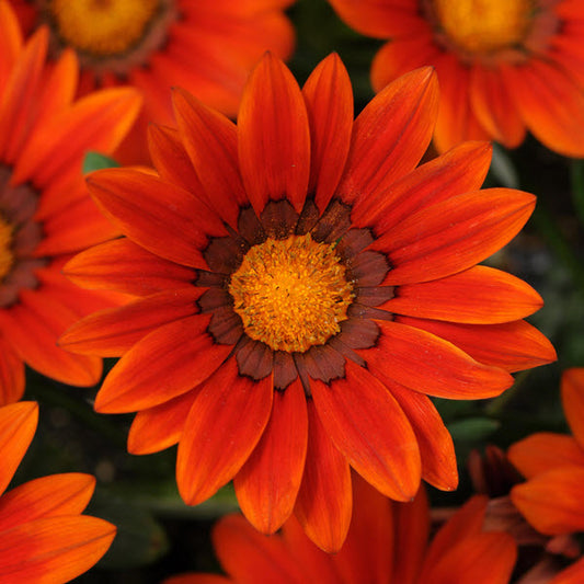 1,000 Gazania Seeds New Day® Bronze Shades Flower Seeds