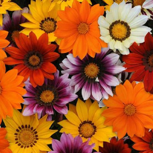 1,000 Gazania Seeds New Day® Mix Flower Seeds