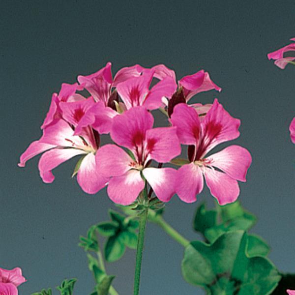 Geranium Seeds Ivy Geranium Tornado Bicolor Duet