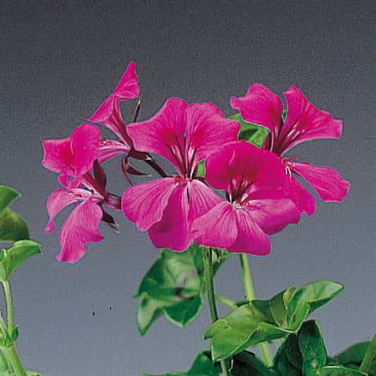 Geranium Seeds Ivy Geranium Tornado Fucshia