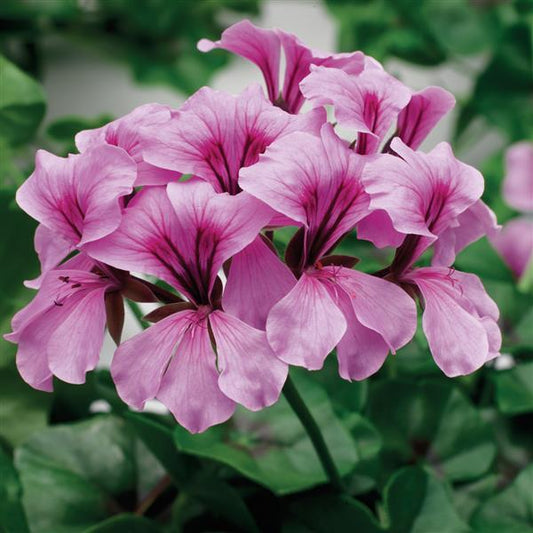 Geranium Seeds Ivy Geranium Tornado Lilac