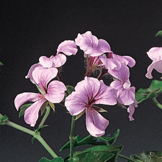 Geranium Seeds Ivy Geranium Tornado Pink