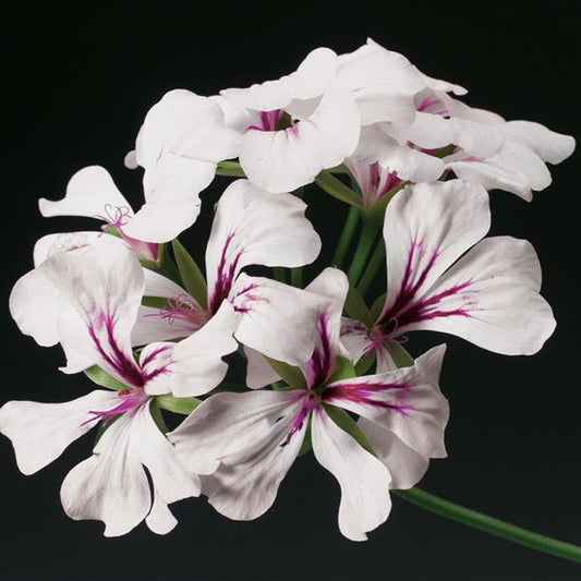 Geranium Seeds Ivy Geranium Tornado White