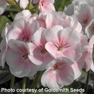 Maverick Geranium Seeds Geranium Maverick Appleblossom