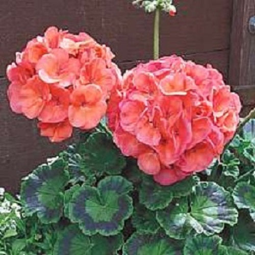 Maverick Geranium Seeds Geranium Maverick Coral