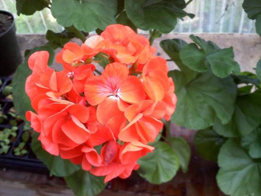 Maverick Geranium Seeds Geranium Maverick Orange