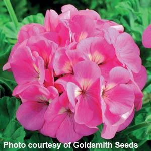 Maverick Geranium Seeds Geranium Maverick Pink