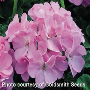 Maverick Geranium Seeds Geranium Maverick Quicksilver