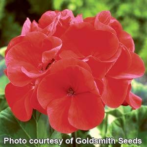 Maverick Geranium Seeds Geranium Maverick Red