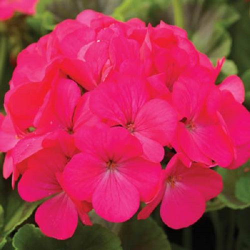 Maverick Geranium Seeds Geranium Maverick Rose