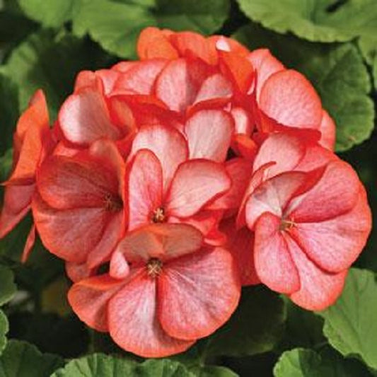 Maverick Geranium Seeds Geranium Maverick Scarlet Picotee