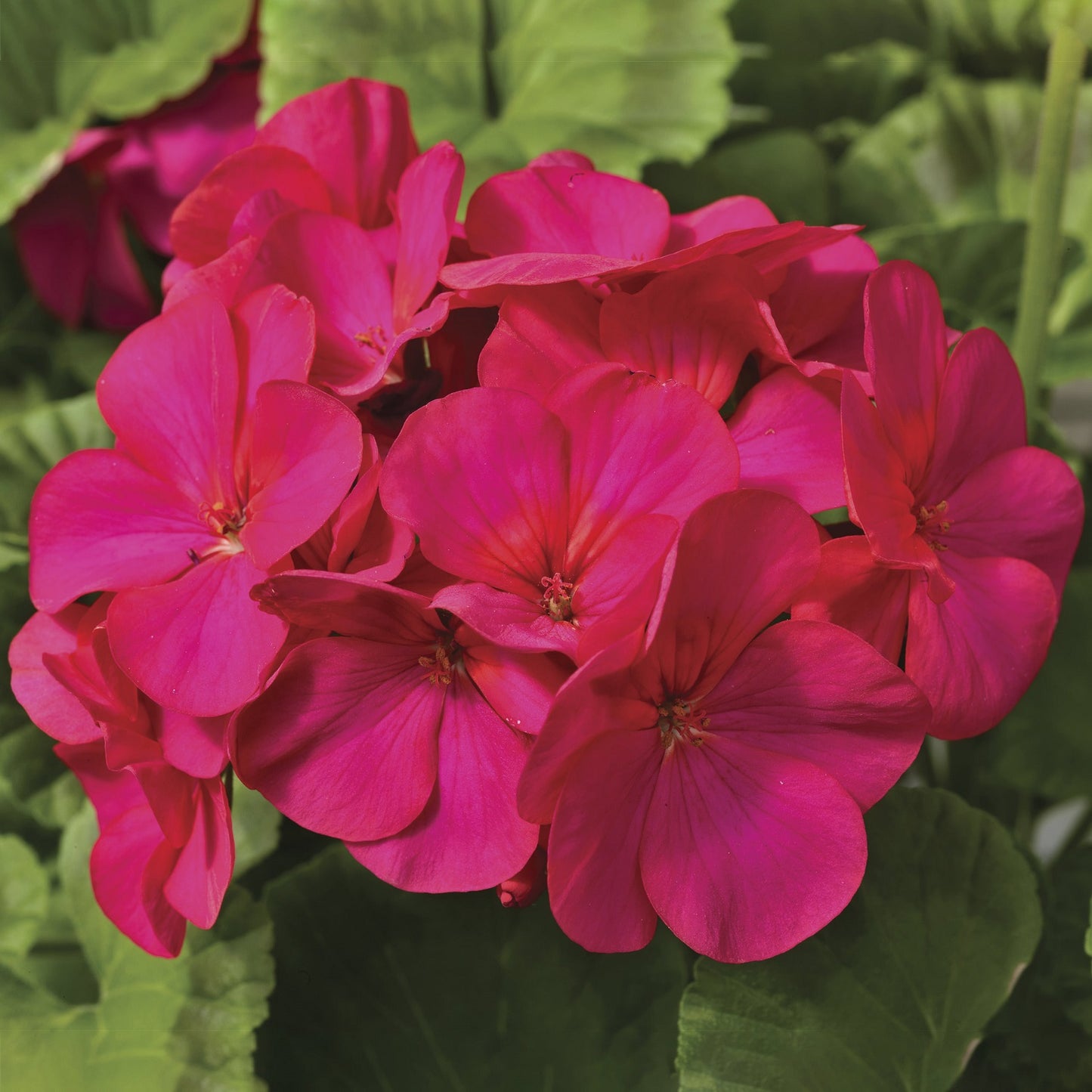 Maverick Geranium Seeds Geranium Maverick Violet