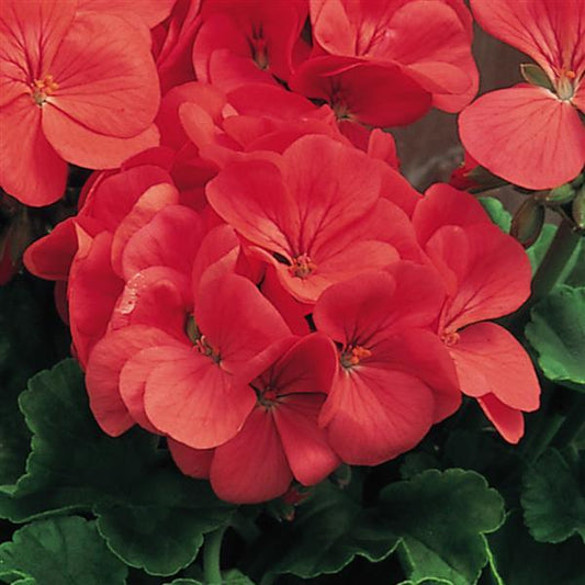 Geranium Seeds Multibloom Capri Flower Seeds