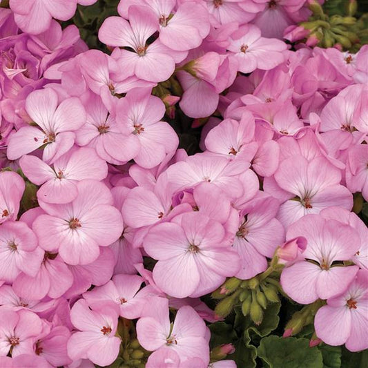 Geranium Seeds Multibloom Lavender Flower Seeds