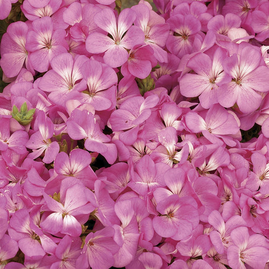 Geranium Seeds Multibloom Pink Flower Seeds