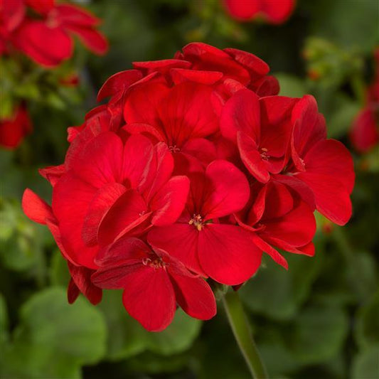 Geranium Seeds Multibloom Red Flower Seeds