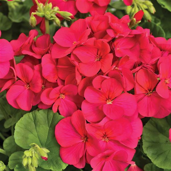 Geranium Seeds Multibloom Violet Flower Seeds