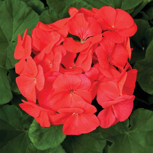 Geranium Seeds Geranium Pinto Coral Flower Seeds