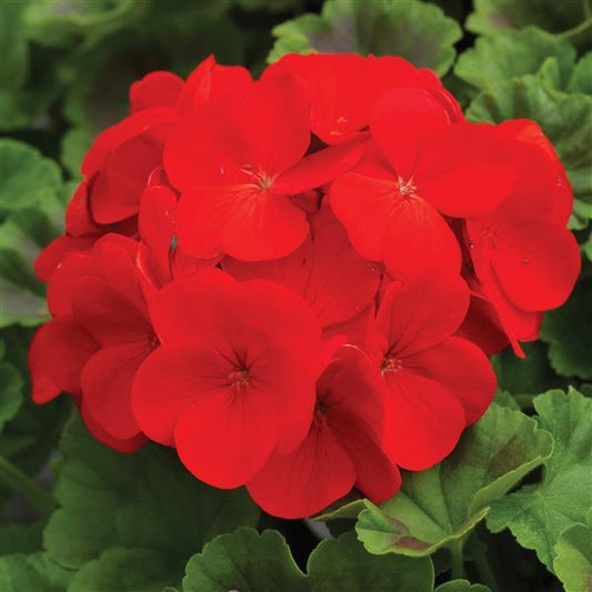 Geranium Seeds Geranium Pinto Deep Red Flower Seeds