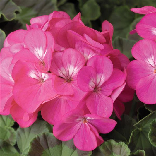 Geranium Seeds Geranium Pinto Deep Rose Flower Seeds