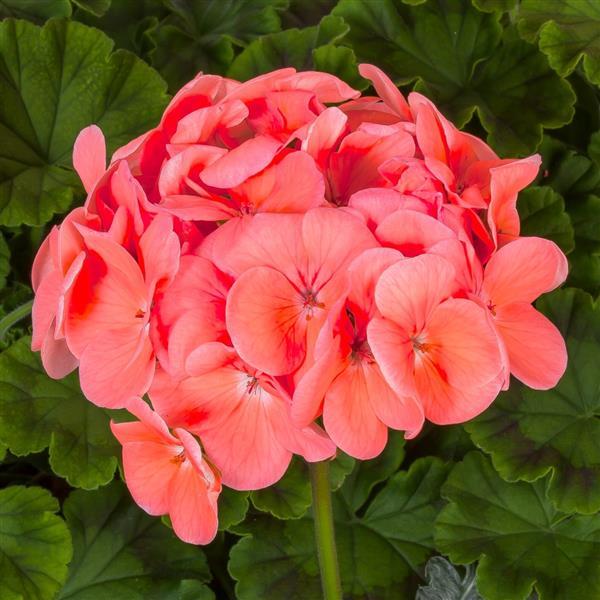 Geranium Seeds Geranium Pinto Deep Salmon Flower Seeds