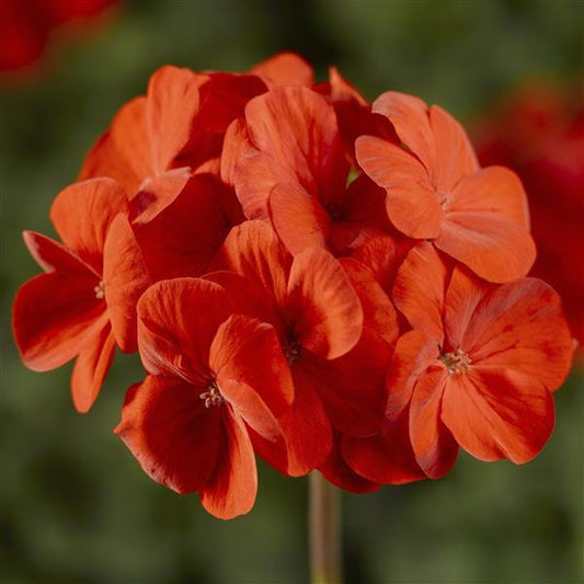 Geranium Seeds Geranium Pinto Deep Scarlet Flower Seeds