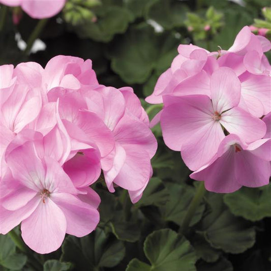 Geranium Seeds Geranium Pinto Lavender Flower Seeds