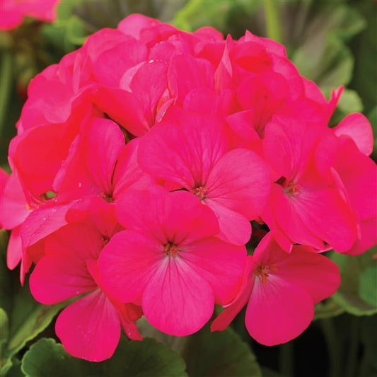 Geranium Seeds Geranium Pinto Lavender Rose Flower Seeds