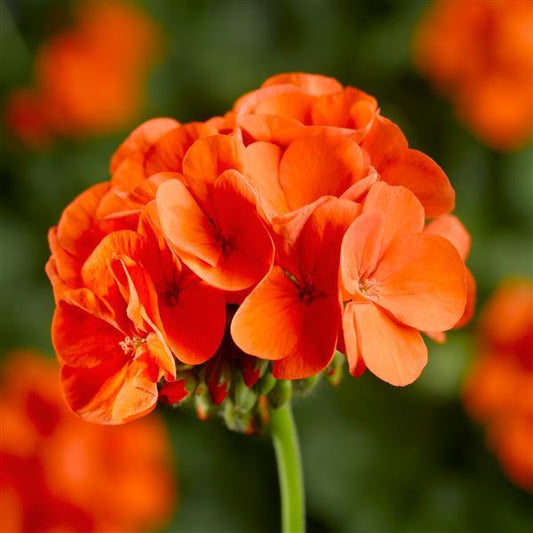 Geranium Seeds Geranium Pinto Orange Flower Seeds