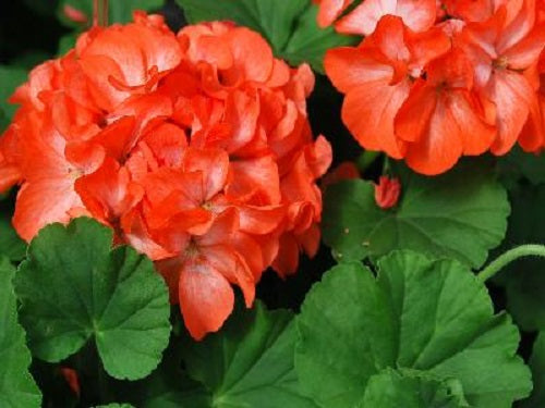 Geranium Seeds Geranium Pinto Orange Bicolor Flower Seeds