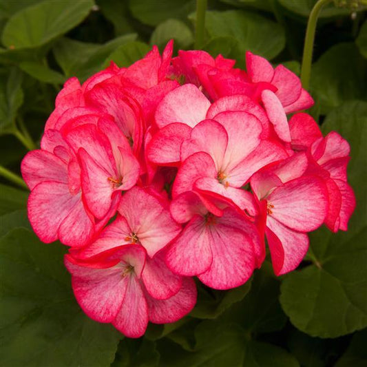 Geranium Seeds Geranium Pinto Rose Bicolor Flower Seeds