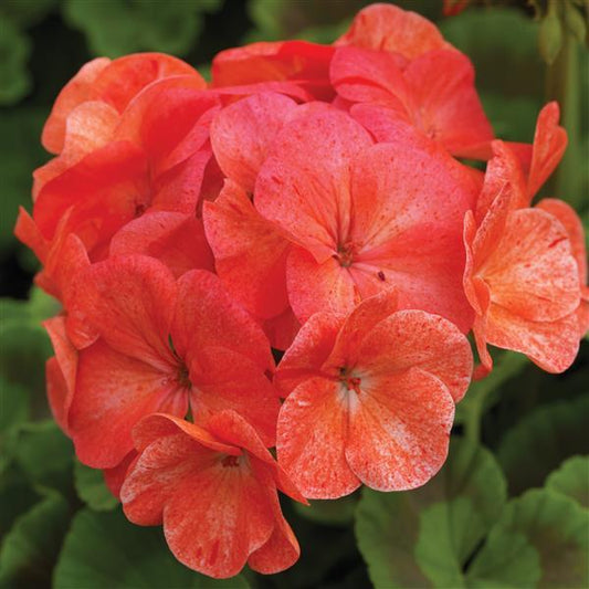 Geranium Seeds Geranium Pinto Salmon Splash Flower Seeds