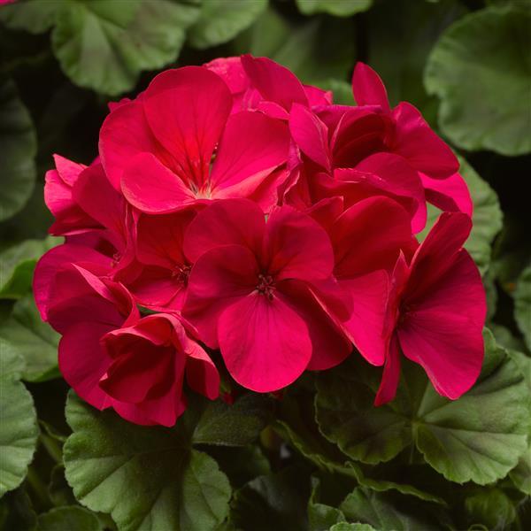 Geranium Seeds Geranium Pinto Violet Flower Seeds