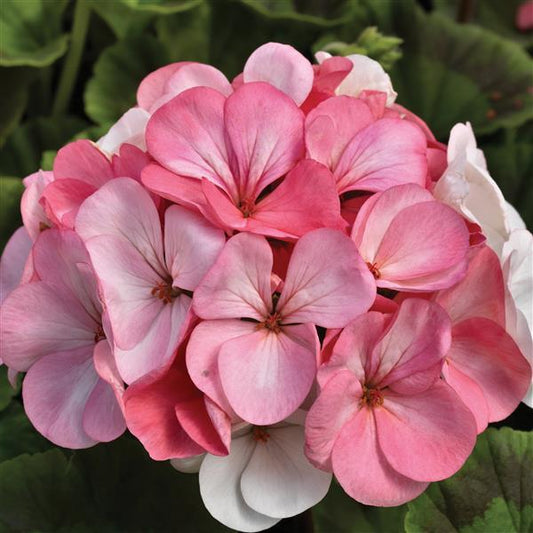 Geranium Seeds Geranium Pinto White to Rose Flower Seeds