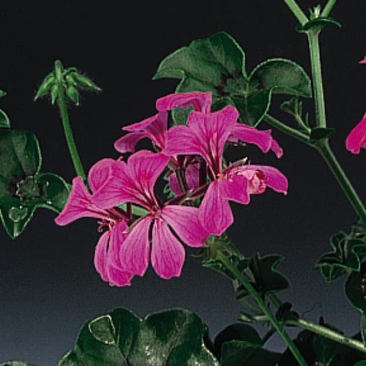 Geranium Seeds Ivy Geranium Tornado Rose