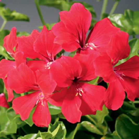 Geranium Seeds Ivy Geranium Tornado Red