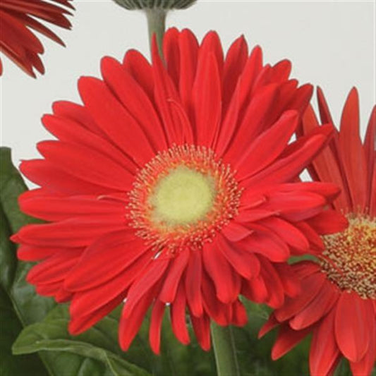 Gerbera Seeds Gerbera Mega Revolution™ Bright Red