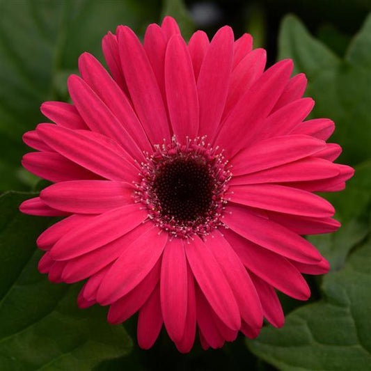 Gerbera Seeds Gerbera Mega Revolution™ Bright Rose Dark Eye