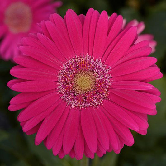 Gerbera Seeds Gerbera Mega Revolution™ Deep Rose Light Eye