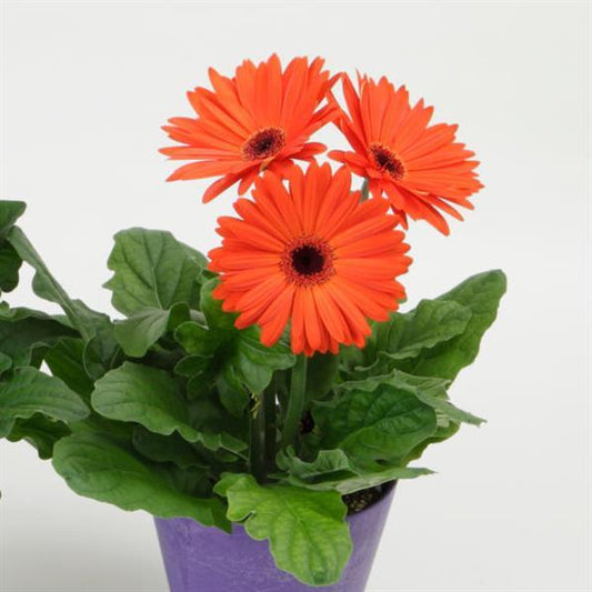 Gerbera Seeds Gerbera Mega Revolution™ Orange Dark Eye