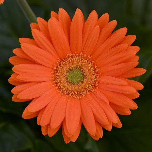 Gerbera Seeds Gerbera Mega Revolution™ Orange Light Eye