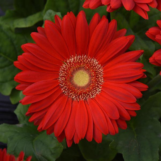 Gerbera Seeds Gerbera Mega Revolution™ Scarlet Red Light Eye