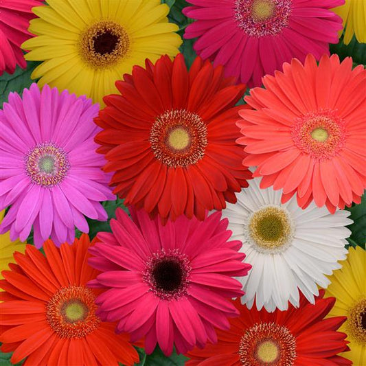 Gerbera Seeds Gerbera Mega Revolution™ Select Mixture