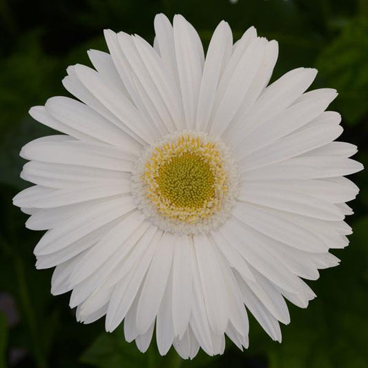 Gerbera Seeds Gerbera Mega Revolution™ White Light Eye