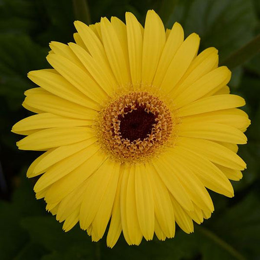 Gerbera Seeds Gerbera Mega Revolution™ Yellow Dark Eye