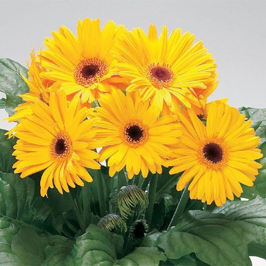 Gerbera Daisy Seeds Gerbera Royal Golden Yellow Dark Eye