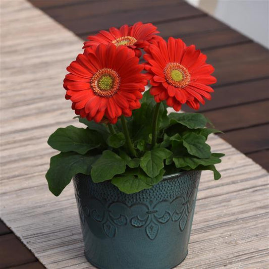 Bulk Gerbera Daisy Seeds Gerbera ColorBloom™ Cherry Light Eye