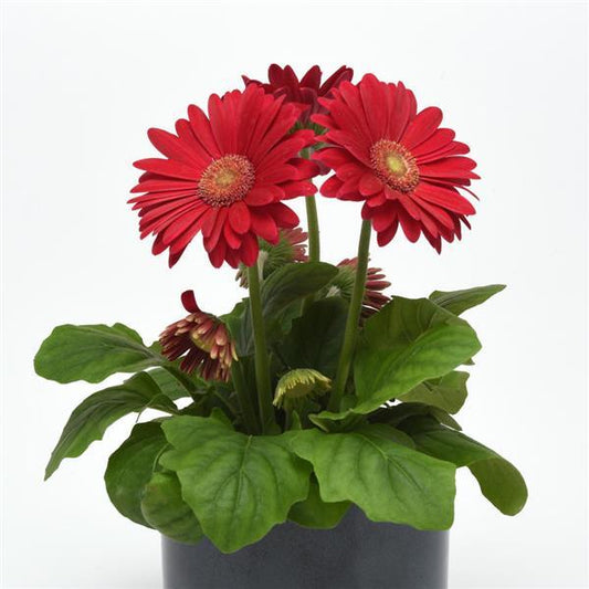 Bulk Gerbera Daisy Seeds Gerbera ColorBloom ™ Deep Rose Light Eye