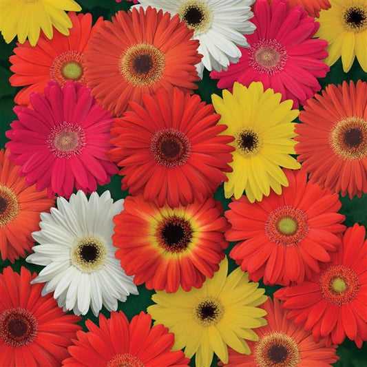 Bulk Gerbera Daisy Seeds Gerbera ColorBloom ™ Mix